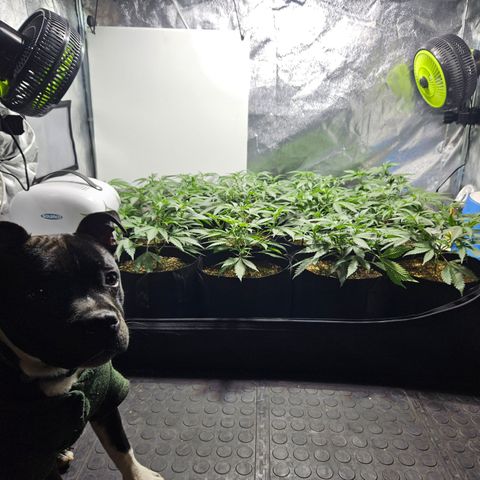 Slurricane IX growlog timeline photo