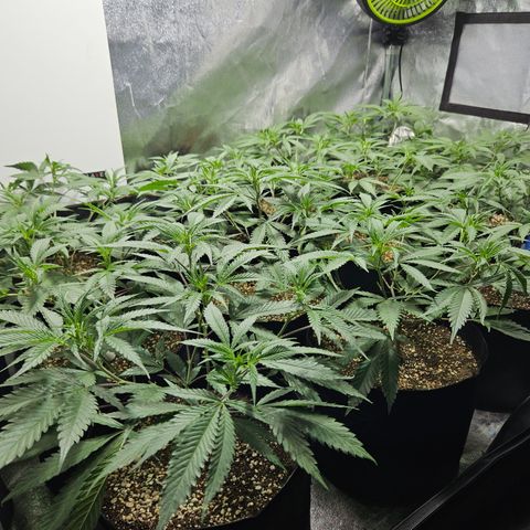 Slurricane IX growlog timeline photo