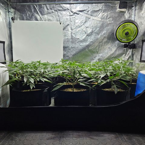 Slurricane IX growlog timeline photo