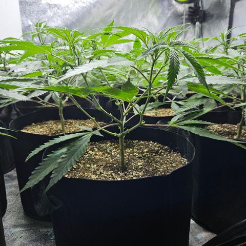 Slurricane IX growlog timeline photo