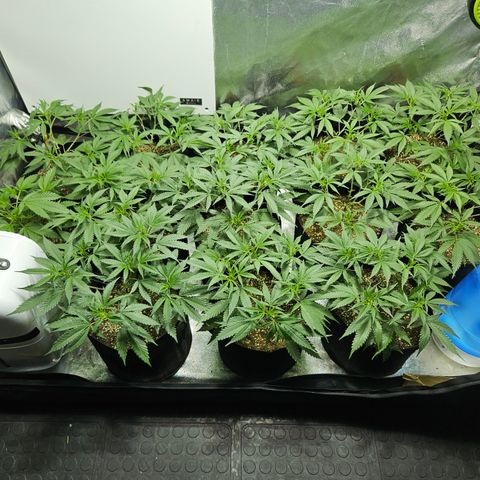 Slurricane IX growlog timeline photo