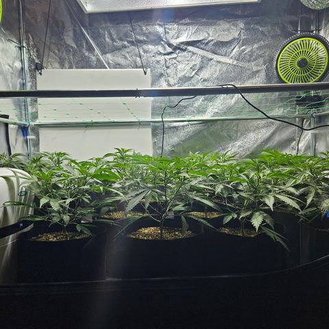 Slurricane IX growlog timeline photo