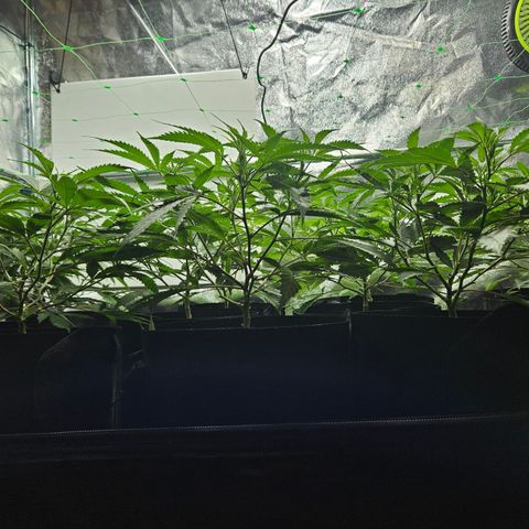 Slurricane IX growlog timeline photo