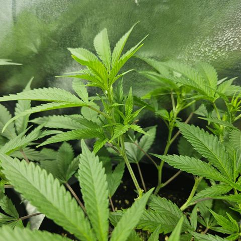 Slurricane IX growlog timeline photo