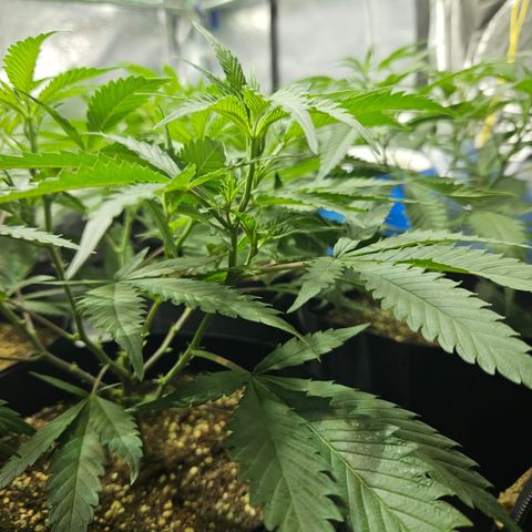 Slurricane IX growlog timeline photo