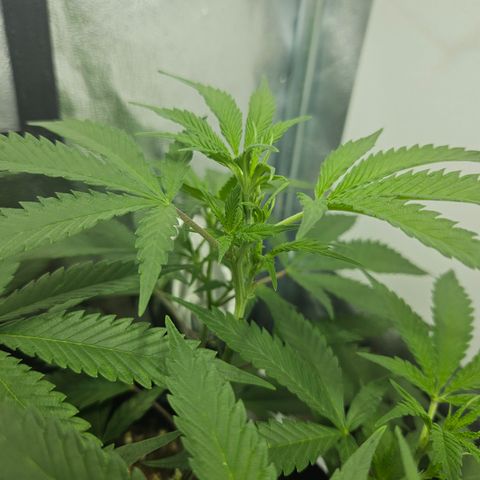 Slurricane IX growlog photo: Tight internodal spacing due to light intensity