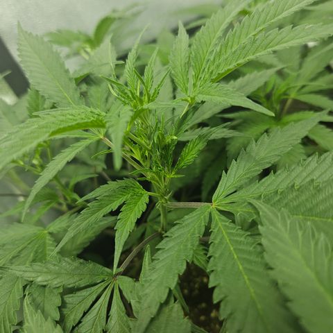 Slurricane IX growlog photo: Example 2