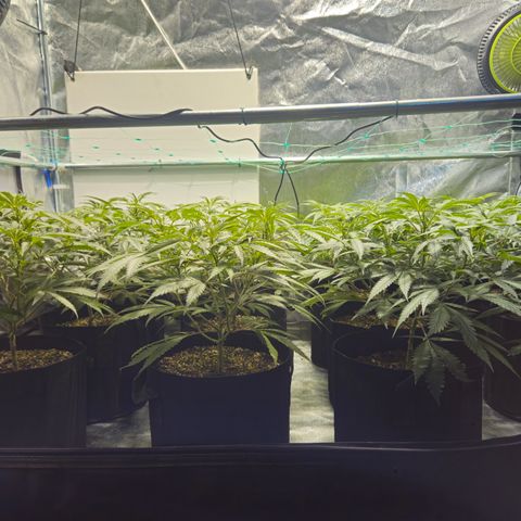 Slurricane IX growlog timeline photo