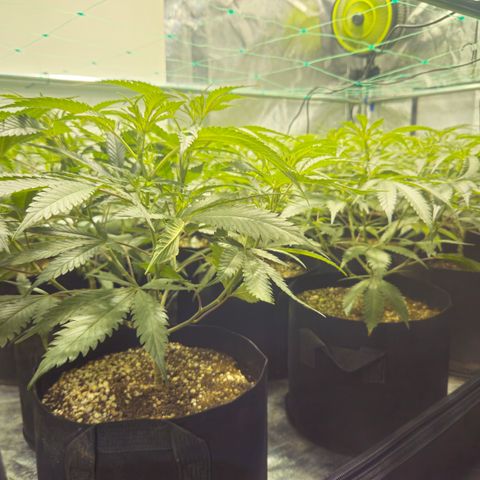 Slurricane IX growlog timeline photo