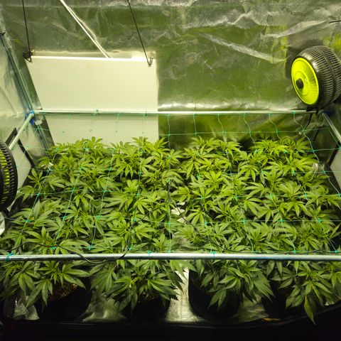 Slurricane IX growlog timeline photo