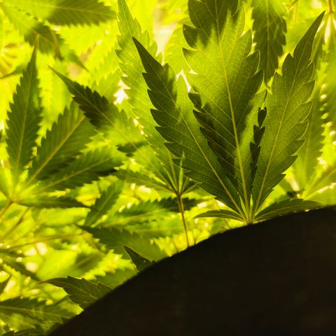 Slurricane IX growlog timeline photo