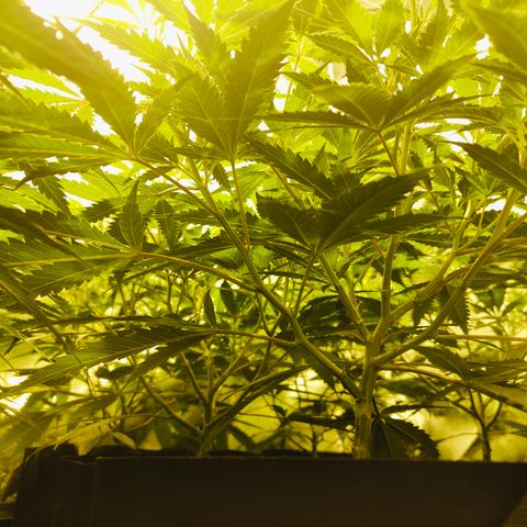 Slurricane IX growlog timeline photo