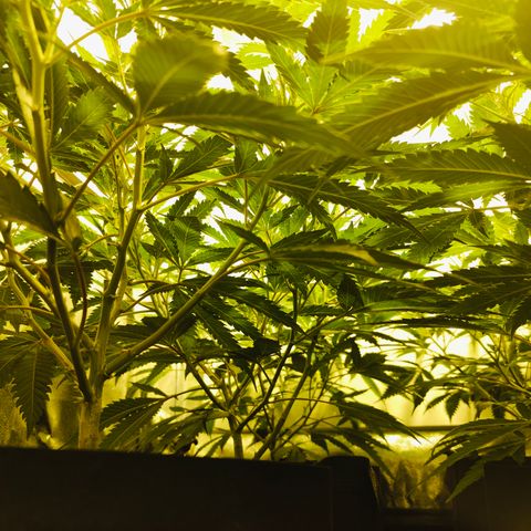 Slurricane IX growlog timeline photo