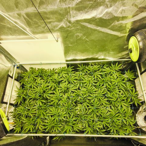 Slurricane IX growlog timeline photo