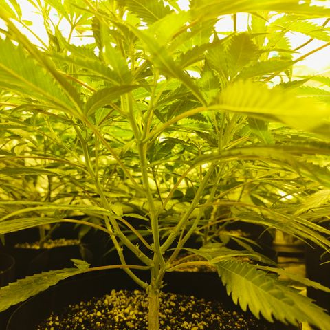 Slurricane IX growlog timeline photo