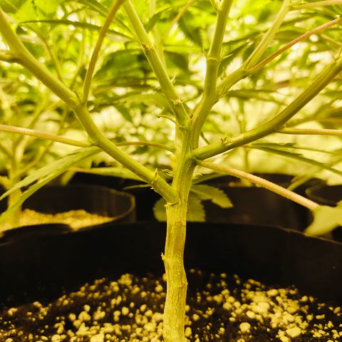 Slurricane IX growlog timeline photo