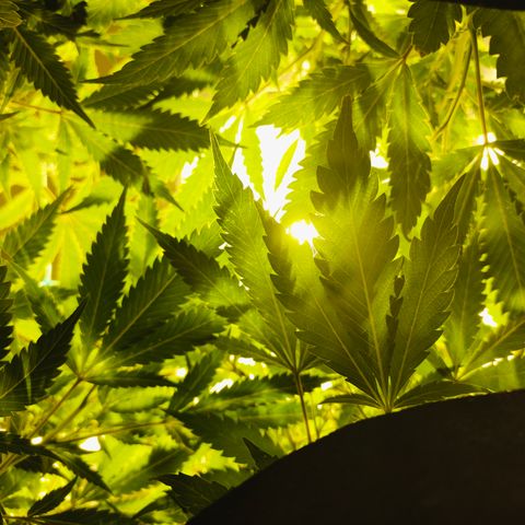 Slurricane IX growlog timeline photo