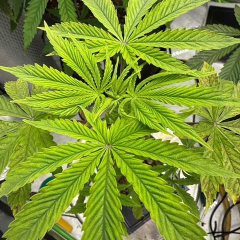 Black Jack growlog timeline photo