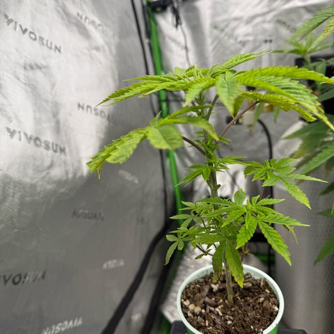 Black Jack growlog timeline photo