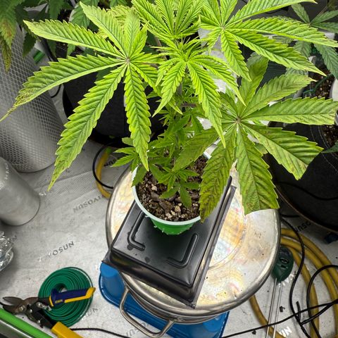 Black Jack growlog timeline photo
