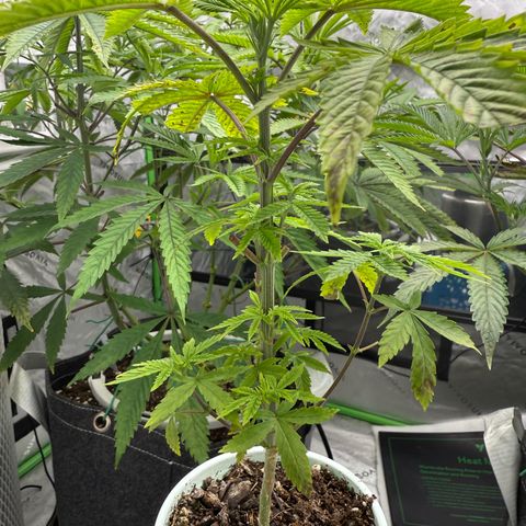 Black Jack growlog timeline photo