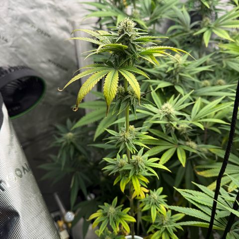 Black Jack growlog timeline photo