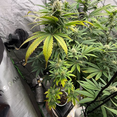 Black Jack growlog timeline photo