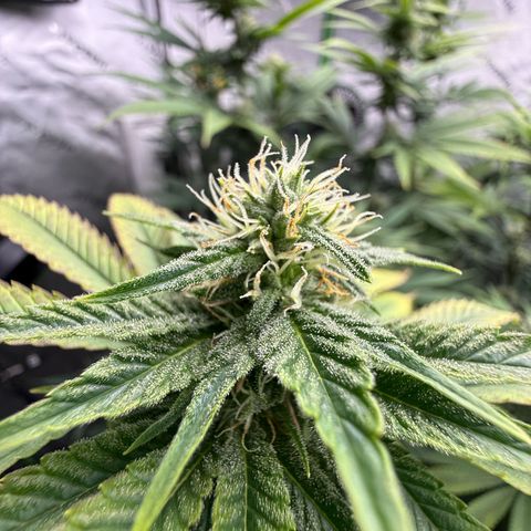Black Jack growlog timeline photo