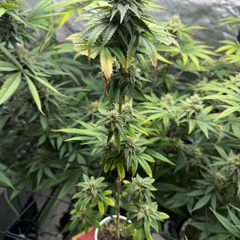 Black Jack growlog timeline photo