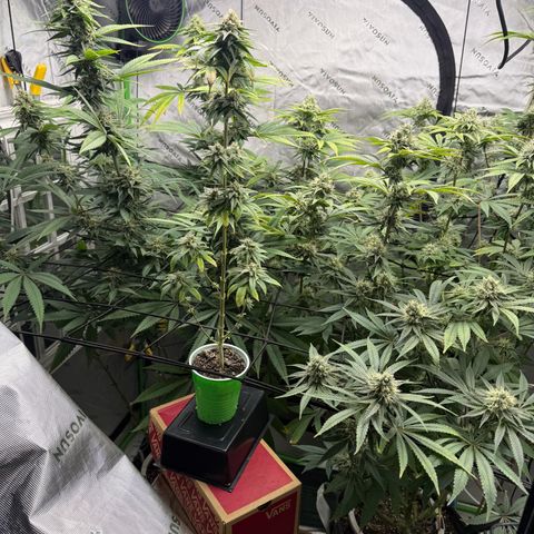 Black Jack growlog timeline photo