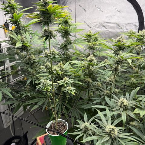 Black Jack growlog timeline photo