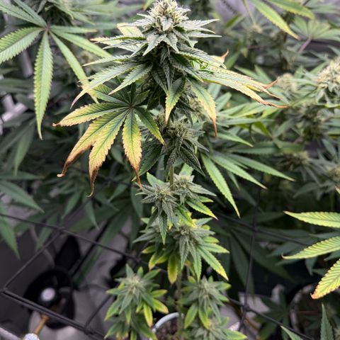 Black Jack growlog timeline photo