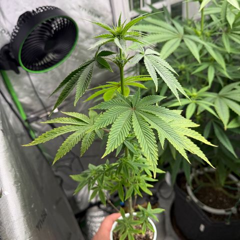 Black Jack growlog timeline photo