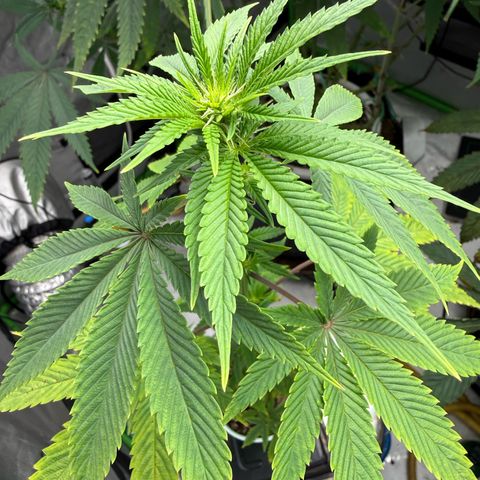 Black Jack growlog timeline photo