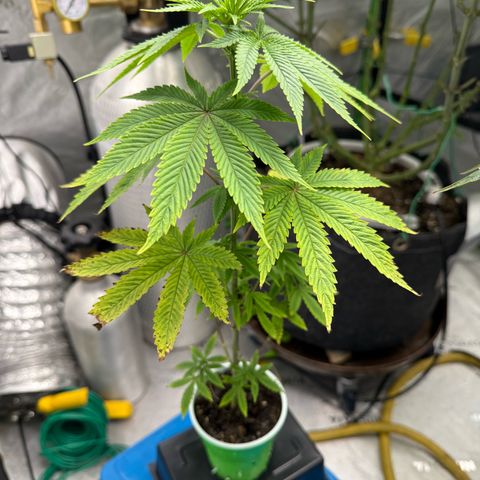 Black Jack growlog timeline photo