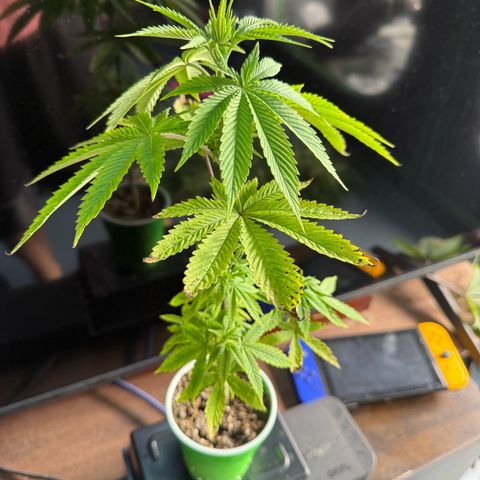 Black Jack growlog timeline photo