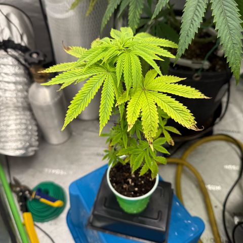 Black Jack growlog timeline photo