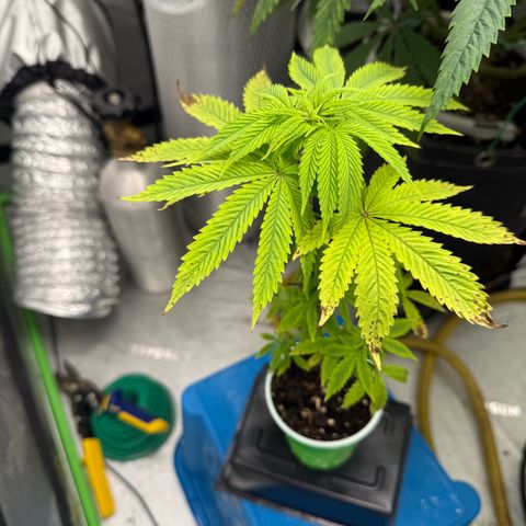 Black Jack growlog timeline photo
