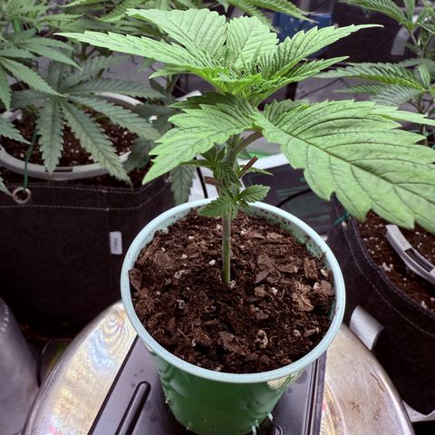 Black Jack growlog timeline photo