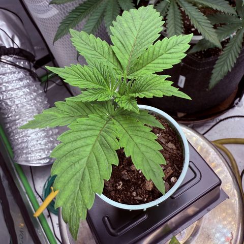 Black Jack growlog timeline photo