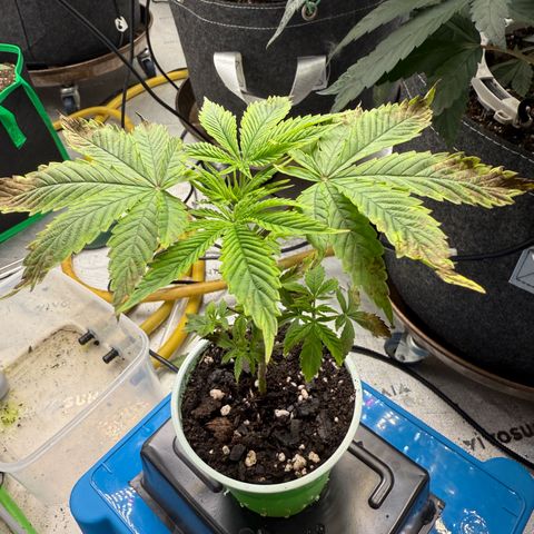 Black Jack growlog timeline photo