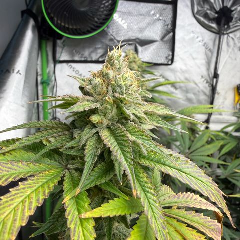Black Jack growlog timeline photo