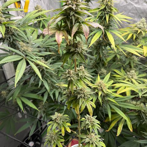 Black Jack growlog timeline photo