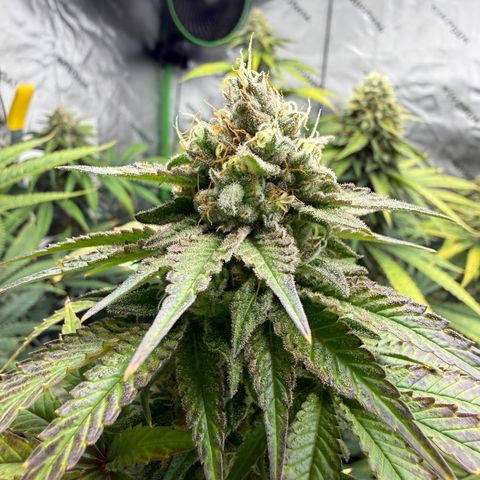 Black Jack growlog timeline photo