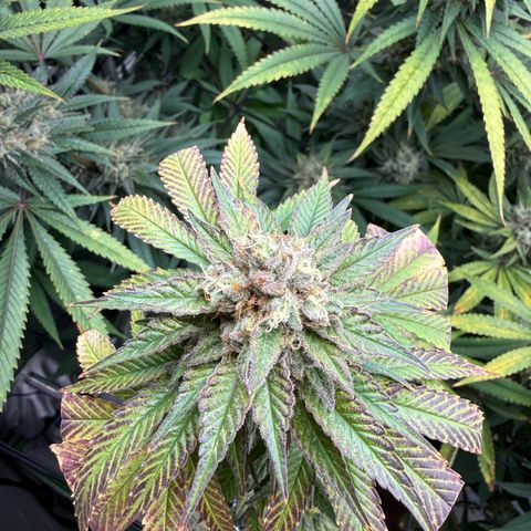 Black Jack growlog timeline photo