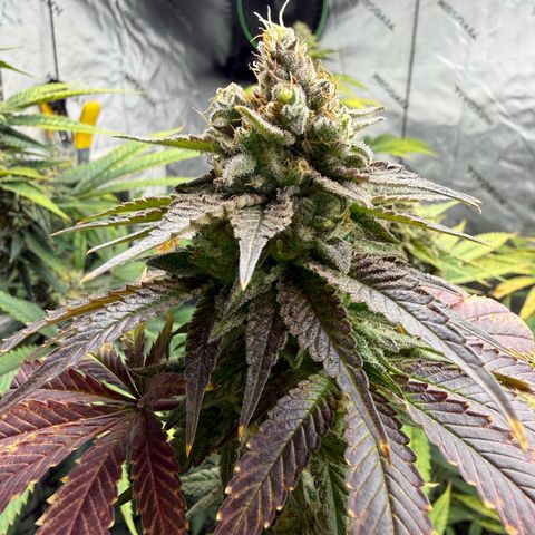 Black Jack growlog timeline photo
