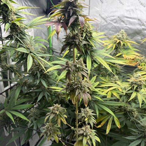 Black Jack growlog timeline photo