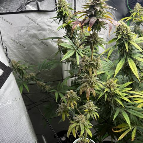 Black Jack growlog timeline photo