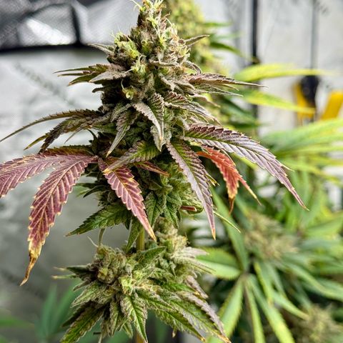 Black Jack growlog timeline photo