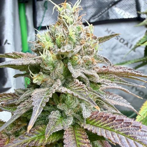 Black Jack growlog timeline photo